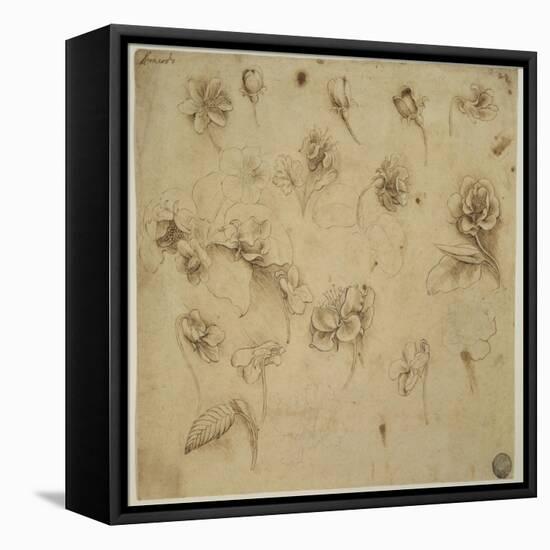 Study of Flowers-Leonardo da Vinci-Framed Stretched Canvas