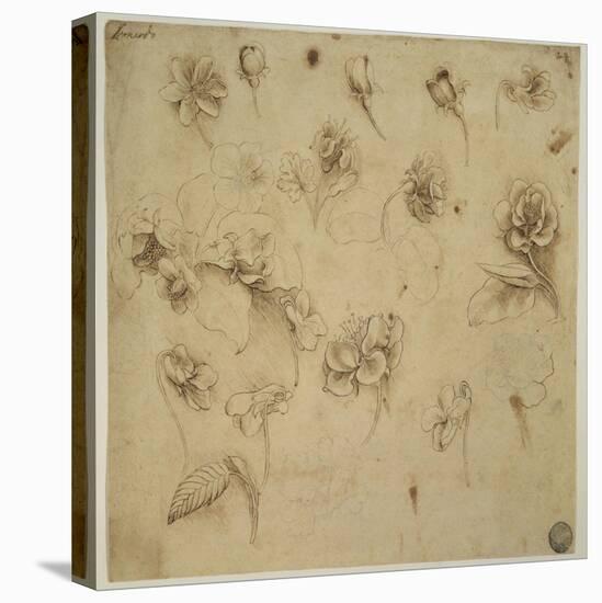 Study of Flowers-Leonardo da Vinci-Stretched Canvas