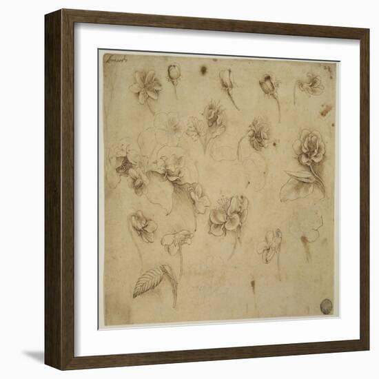 Study of Flowers-Leonardo da Vinci-Framed Giclee Print