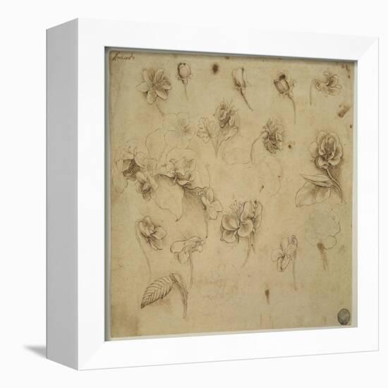 Study of Flowers-Leonardo da Vinci-Framed Giclee Print