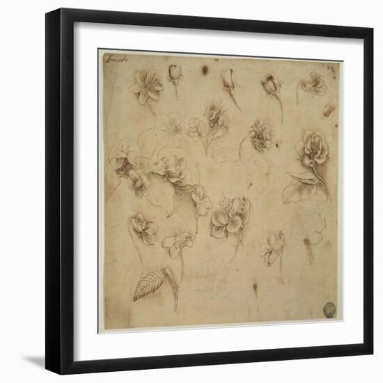 Study of Flowers-Leonardo da Vinci-Framed Giclee Print