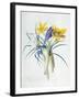 Study of Four Species of Crocus-Georg Dionysius Ehret-Framed Giclee Print