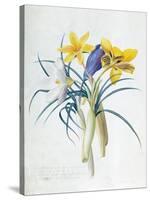 Study of Four Species of Crocus-Georg Dionysius Ehret-Stretched Canvas