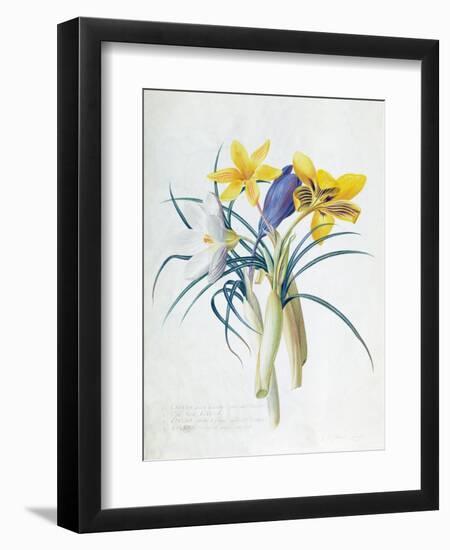 Study of Four Species of Crocus-Georg Dionysius Ehret-Framed Giclee Print