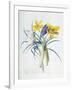 Study of Four Species of Crocus-Georg Dionysius Ehret-Framed Giclee Print