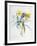 Study of Four Species of Crocus-Georg Dionysius Ehret-Framed Giclee Print