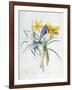 Study of Four Species of Crocus-Georg Dionysius Ehret-Framed Giclee Print