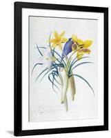 Study of Four Species of Crocus-Georg Dionysius Ehret-Framed Giclee Print