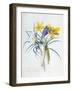 Study of Four Species of Crocus-Georg Dionysius Ehret-Framed Giclee Print