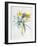 Study of Four Species of Crocus-Georg Dionysius Ehret-Framed Giclee Print