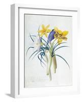 Study of Four Species of Crocus-Georg Dionysius Ehret-Framed Giclee Print