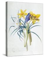 Study of Four Species of Crocus-Georg Dionysius Ehret-Stretched Canvas