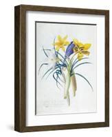 Study of Four Species of Crocus-Georg Dionysius Ehret-Framed Premium Giclee Print