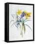 Study of Four Species of Crocus-Georg Dionysius Ehret-Framed Stretched Canvas