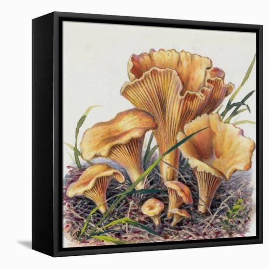 Study of Fungus-Josef Fleischmann-Framed Stretched Canvas