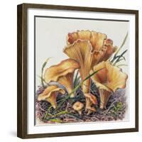 Study of Fungus-Josef Fleischmann-Framed Giclee Print