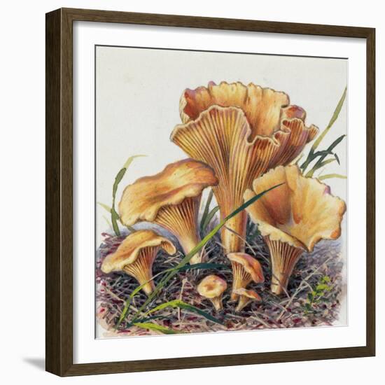 Study of Fungus-Josef Fleischmann-Framed Giclee Print