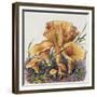 Study of Fungus-Josef Fleischmann-Framed Giclee Print