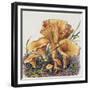 Study of Fungus-Josef Fleischmann-Framed Giclee Print