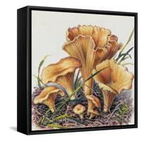 Study of Fungus-Josef Fleischmann-Framed Stretched Canvas