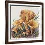 Study of Fungus-Josef Fleischmann-Framed Giclee Print