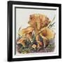 Study of Fungus-Josef Fleischmann-Framed Giclee Print