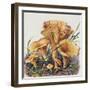 Study of Fungus-Josef Fleischmann-Framed Giclee Print