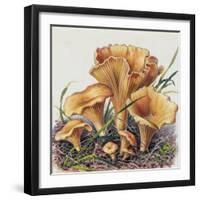 Study of Fungus-Josef Fleischmann-Framed Giclee Print