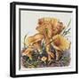 Study of Fungus-Josef Fleischmann-Framed Giclee Print