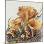 Study of Fungus-Josef Fleischmann-Mounted Giclee Print