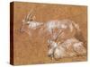 Study of Goats-Thomas Gainsborough-Stretched Canvas