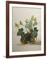 Study of Gourds and Flowers-Pieter Withoos-Framed Giclee Print