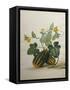 Study of Gourds and Flowers-Pieter Withoos-Framed Stretched Canvas