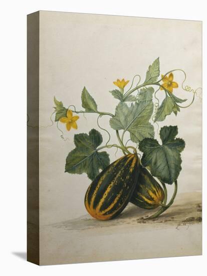 Study of Gourds and Flowers-Pieter Withoos-Stretched Canvas