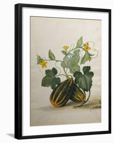 Study of Gourds and Flowers-Pieter Withoos-Framed Premium Giclee Print