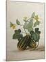 Study of Gourds and Flowers-Pieter Withoos-Mounted Premium Giclee Print