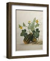 Study of Gourds and Flowers-Pieter Withoos-Framed Giclee Print