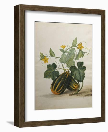 Study of Gourds and Flowers-Pieter Withoos-Framed Giclee Print