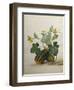 Study of Gourds and Flowers-Pieter Withoos-Framed Giclee Print