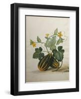 Study of Gourds and Flowers-Pieter Withoos-Framed Giclee Print