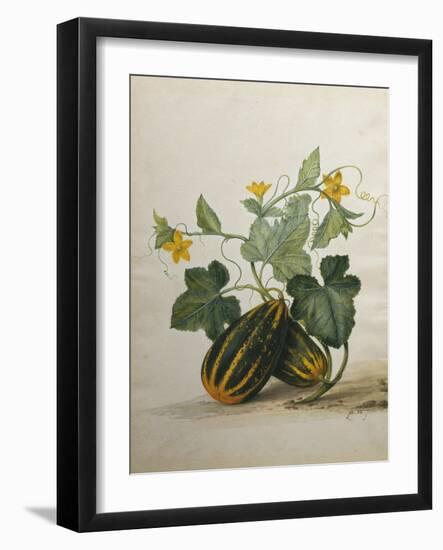 Study of Gourds and Flowers-Pieter Withoos-Framed Giclee Print