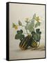 Study of Gourds and Flowers-Pieter Withoos-Framed Stretched Canvas