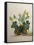 Study of Gourds and Flowers-Pieter Withoos-Framed Stretched Canvas