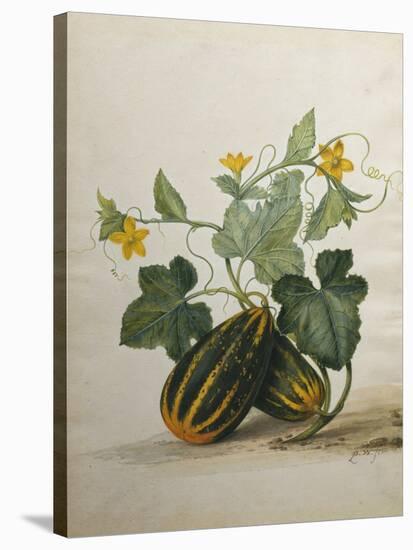 Study of Gourds and Flowers-Pieter Withoos-Stretched Canvas