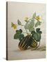 Study of Gourds and Flowers-Pieter Withoos-Stretched Canvas