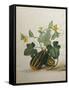 Study of Gourds and Flowers-Pieter Withoos-Framed Stretched Canvas