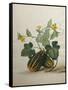 Study of Gourds and Flowers-Pieter Withoos-Framed Stretched Canvas