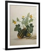 Study of Gourds and Flowers-Pieter Withoos-Framed Giclee Print