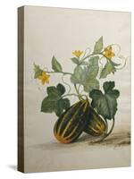 Study of Gourds and Flowers-Pieter Withoos-Stretched Canvas