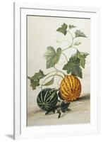 Study of Gourds-Pieter Withoos-Framed Giclee Print